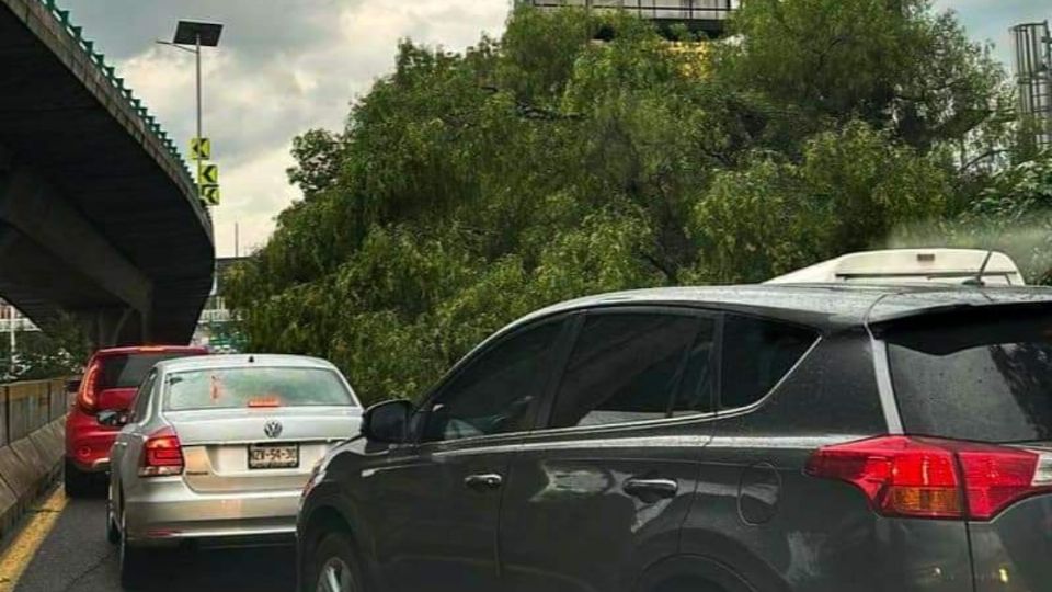 Árbol cae sobre Periférico y colapsa la vialidad