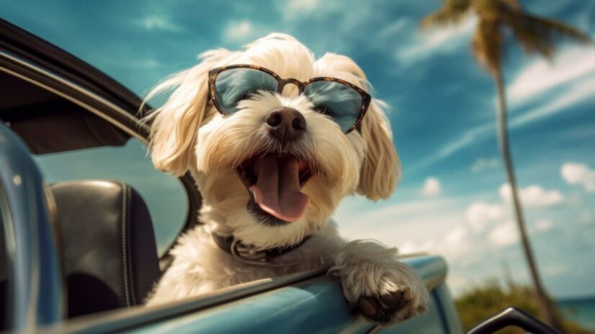 Viaja con tu perro: la guía completa que debes conocer para unas vacaciones sin estrés