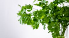 Así puedes mantener el cilantro fresco hasta por un mes