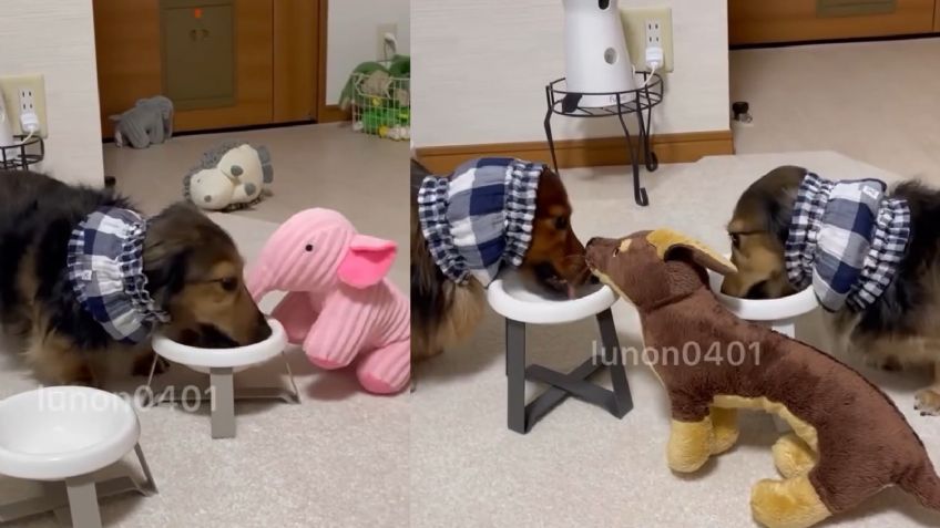 Perrito se hace viral por invitar a "comer" a sus peluches, así los acerca al plato: VIDEO