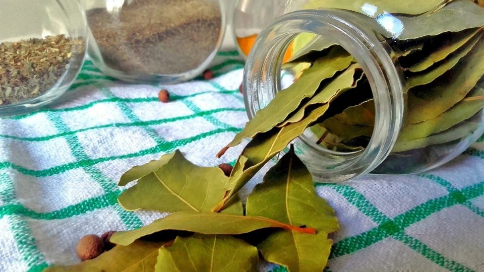 El laurel en infusión es una alternativa ideal para aprovechar la mayoría de sus propiedades.