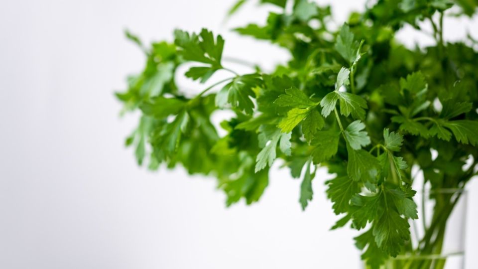 ¿Ya conocías esta técnica para conservar el cilantro?