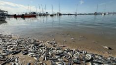 Coepris inicia muestreo de agua de mar tras aparición de peces muertos sobre el malecón de La Paz