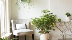 Cheflera: la planta que atrae la abundancia y prosperidad a tu hogar, ideal para decorar tu depa