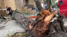 Cae árbol de 5 metros de altura en la colonia Álamos