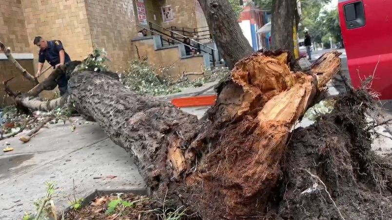 Árbol de 5 metros cae cerca de Parroquia