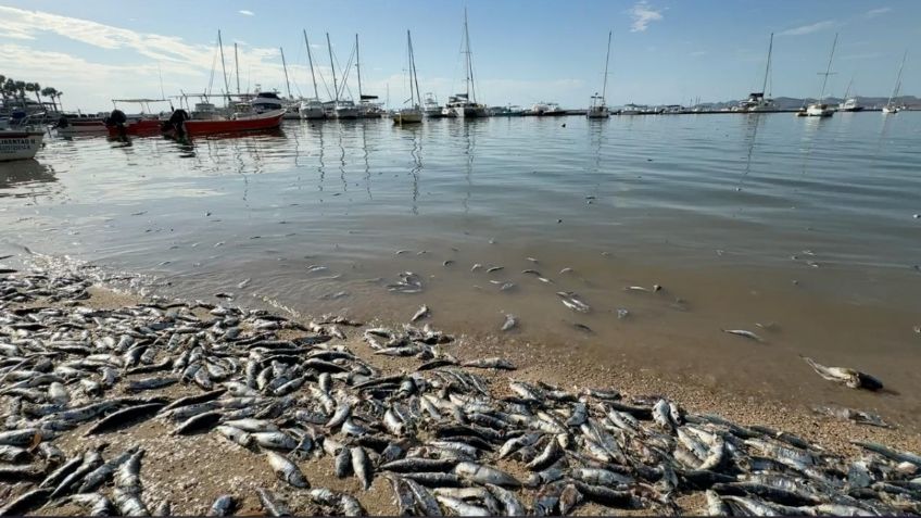 Coepris inicia muestreo de agua de mar tras aparición de peces muertos sobre el malecón de La Paz