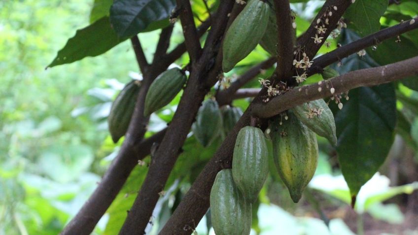 Programa “Ferrero por el Campo” impulsa a productores de cacao en Chiapas