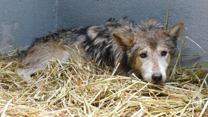 "La están dejando morir": cuestionan salud de loba mexicana en Zoológico de Chapultepec y Sedema aclara qué ocurre