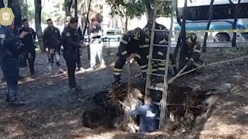 Así fue el rescate de un perrito que cayó a socavón de tres metros en la colonia Roma: VIDEO