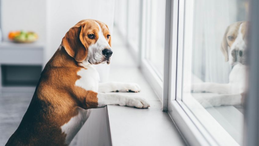 Cuál es el tiempo máximo que se puede dejar un perro solo, según veterinario