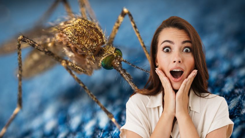 Con sólo esta flor, ahuyenta los mosquitos de tu jardín y decora tu hogar