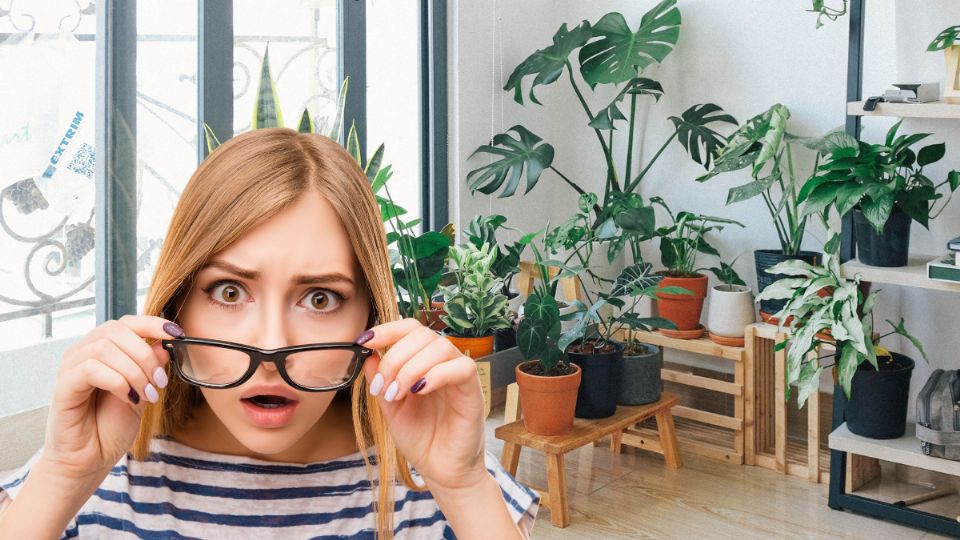 Esta es la planta que atrae la riqueza y que no es el árbol de jade. Fuente: Canva