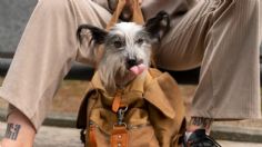 Día del Perro: estas son las enfermedades mentales que puede llegar a desarrollar un lomito, presta atención