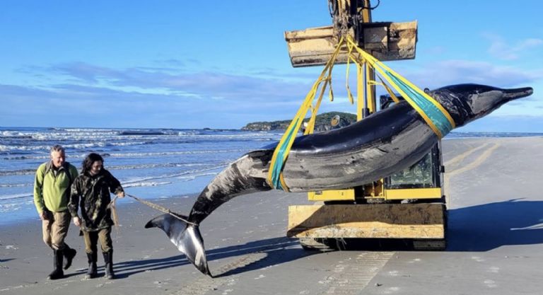 ballena dientes de pala