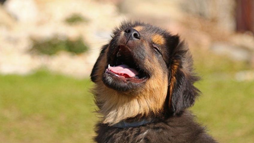 Día del perro: estas son las actividades gratuitas que puedes hacer con tu mascota para celebrarlo