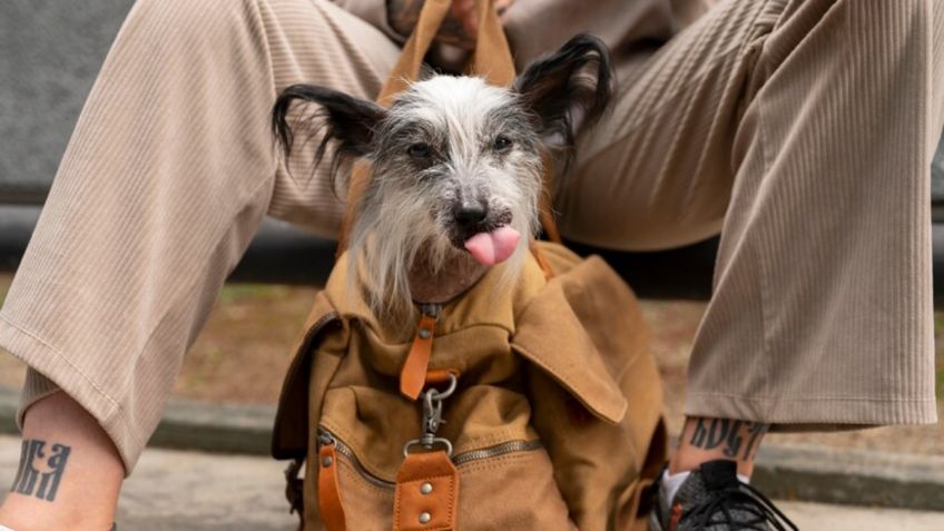 Día del Perro: estas son las enfermedades mentales que puede llegar a desarrollar un lomito, presta atención