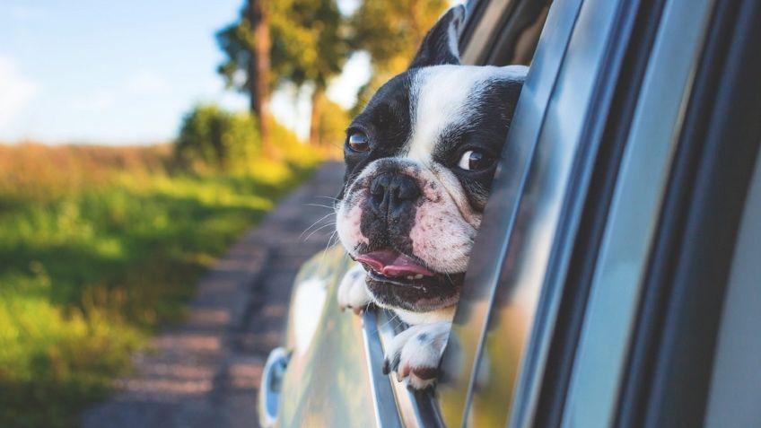 Uber Pet llega a la Ciudad de México para que Lomitos y Michis viajen seguros