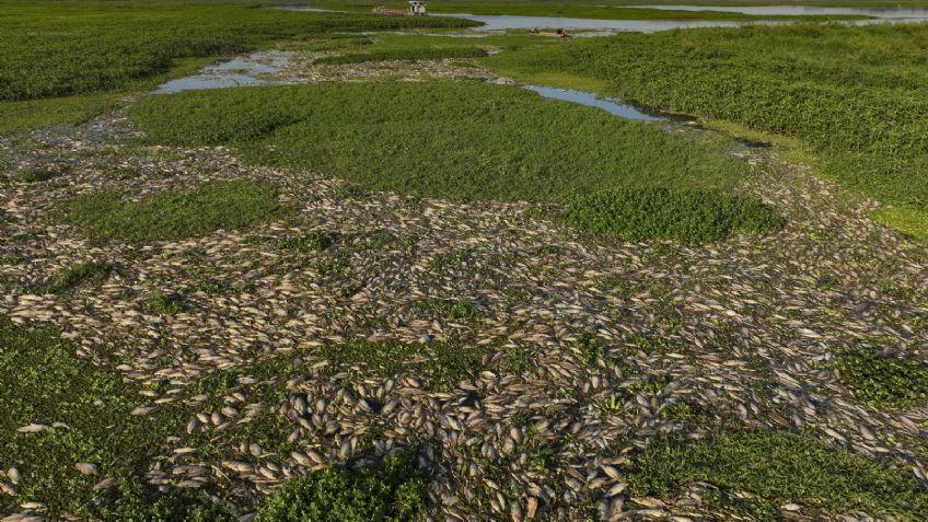 ¡Tragedia ambiental! Un río en Brasil se cubre con toneladas de peces muertos