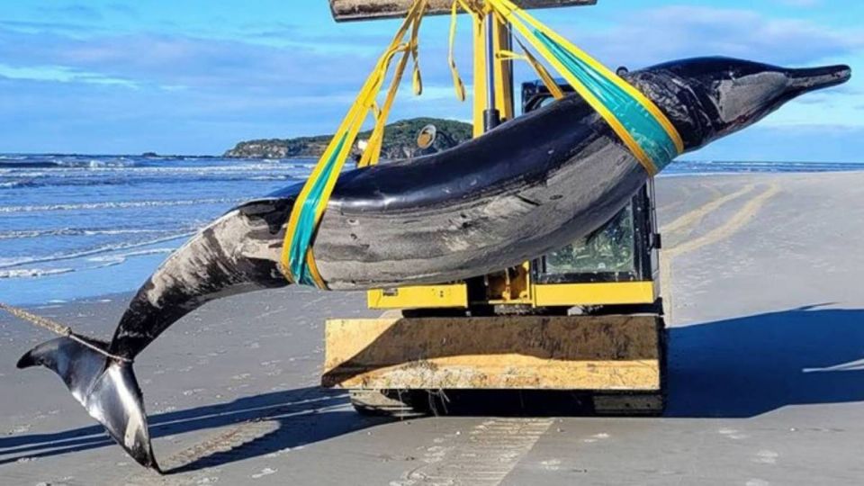 La inusual ballena fue hallada desde el pasado 4 de julio.