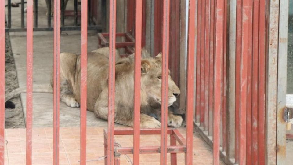 Fueron asegurados una pareja de leones