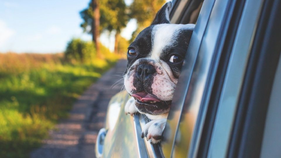 Los perros son felices en el auto