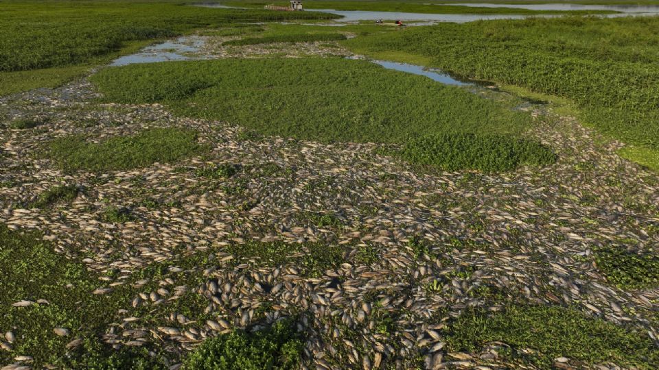 Los animales fueron localizados en un cuerpo de agua de ese país brasileño y apuntan a responsabilidad de una empresa.