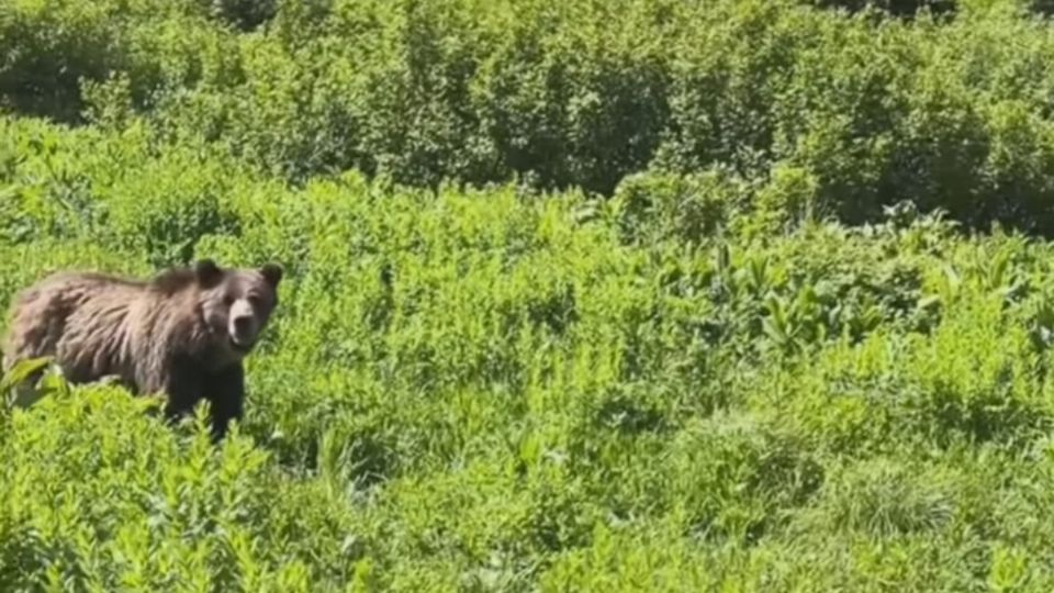 El encuentro de la mujer con el oso quedó grabado en un video compartido en redes sociales.