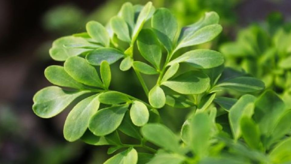 Esta planta tiene propiedades desde culinarias hasta medicinales.