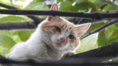 Rescate de un gato que subió al árbol de 20 metros desata fuerte movilización de bomberos en la Cuauhtémoc