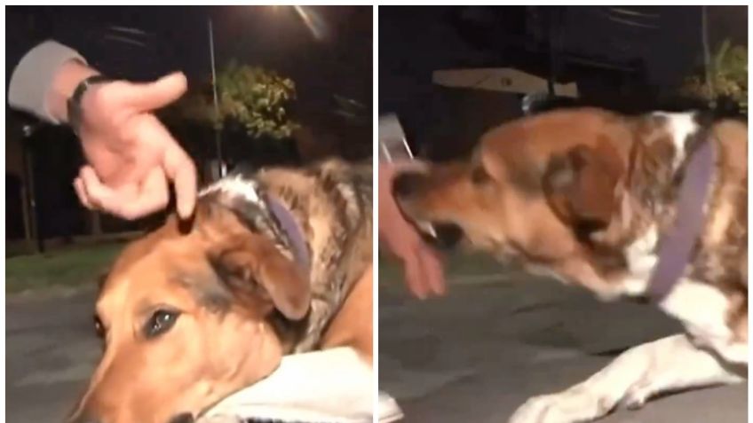 VIDEO: Reportero defiende a perro que es llamado "asesino" y el lomito lo ataca en vivo