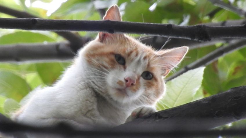 Rescate de un gato que subió al árbol de 20 metros desata fuerte movilización de bomberos en la Cuauhtémoc