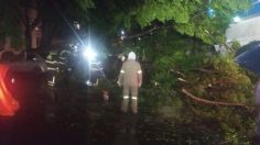 Cae árbol de 15 metros de alto sobre cuatro vehículos