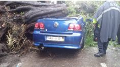 VIDEO: mujer muere en su auto tras ser aplastada por un árbol, su bebé sobrevive y es rescatado