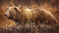 Abuelito que recogía arándanos mata a oso pardo