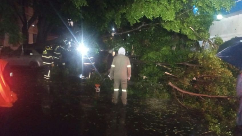 Cae árbol de 15 metros de alto sobre cuatro vehículos