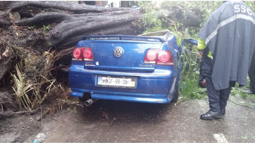 VIDEO: mujer muere en su auto tras ser aplastada por un árbol, su bebé sobrevive y es rescatado