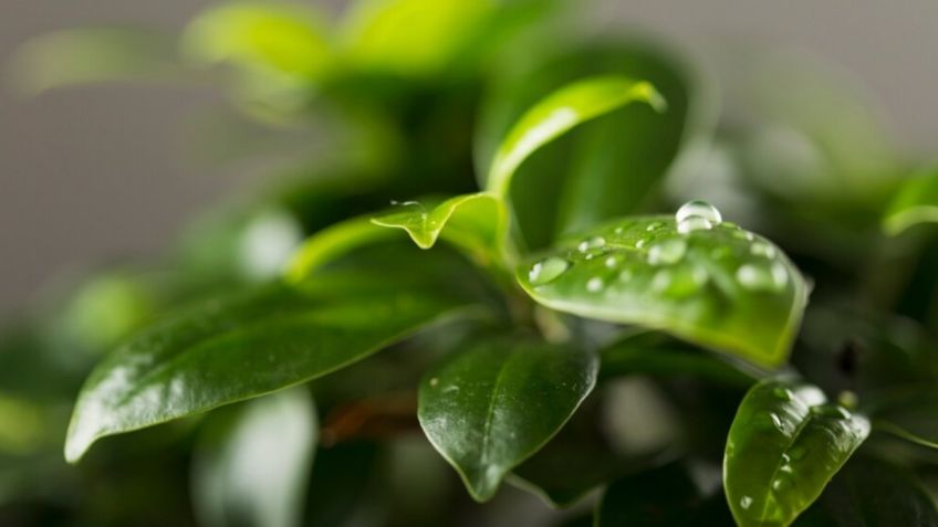 Plantas de interior que puedes regar con agua de lluvia para que crezcan más bonitas