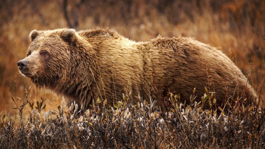 Abuelito que recogía arándanos mata a oso pardo