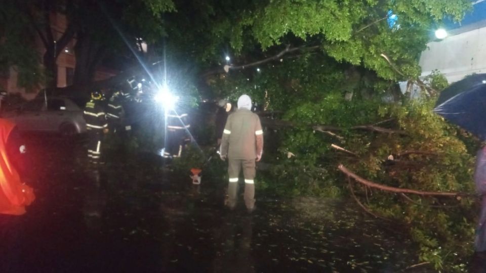 El enorme árbol fue retirado de las calles.