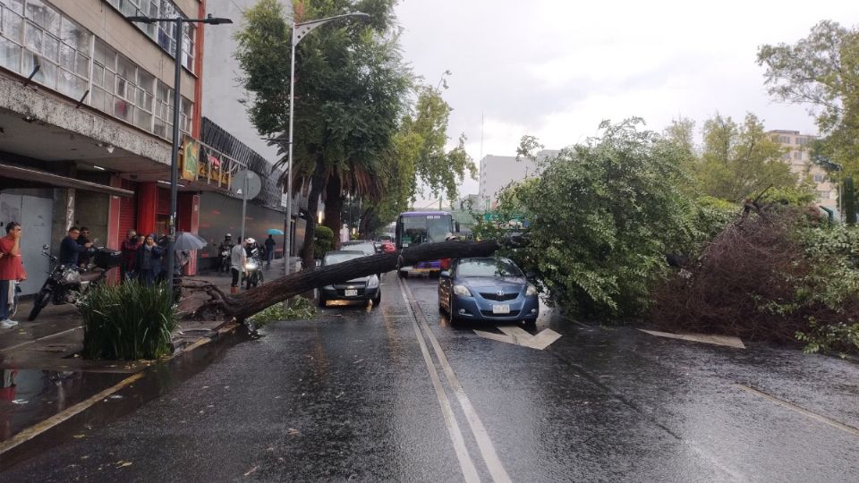 Árbol caído en la calzada de Tlalpan en la CDMX