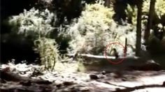 Captan en VIDEO a una extraña figura de pequeñas dimensiones en el bosque