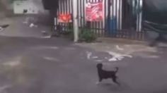 VIDEO: momento exacto en que caen enormes piedras en Monterrey; perrito avisa a familia