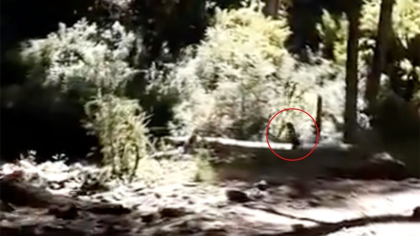 Captan en VIDEO a una extraña figura de pequeñas dimensiones en el bosque