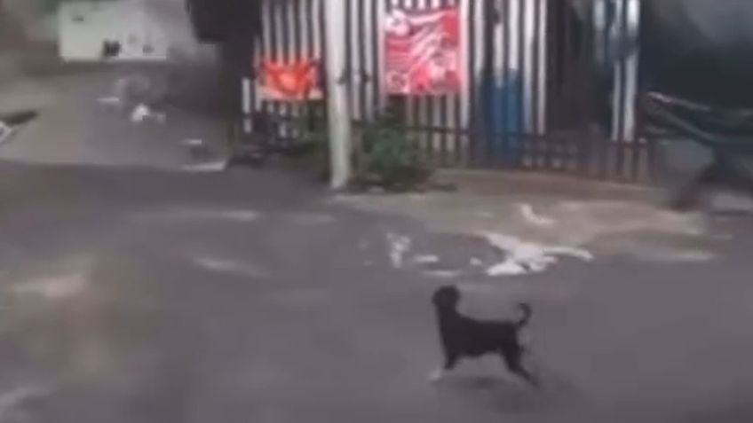 VIDEO: momento exacto en que caen enormes piedras en Monterrey; perrito avisa a familia