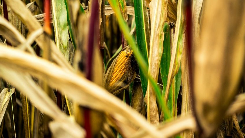 Sheinbaum mantendrá política de no autorizar cultivo de maíz transgénico: Julio Berdegué