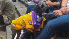 Celebran el Día del Perro en Cuajimalpa con caminata: decenas de vecinos acudieron con sus mascotas