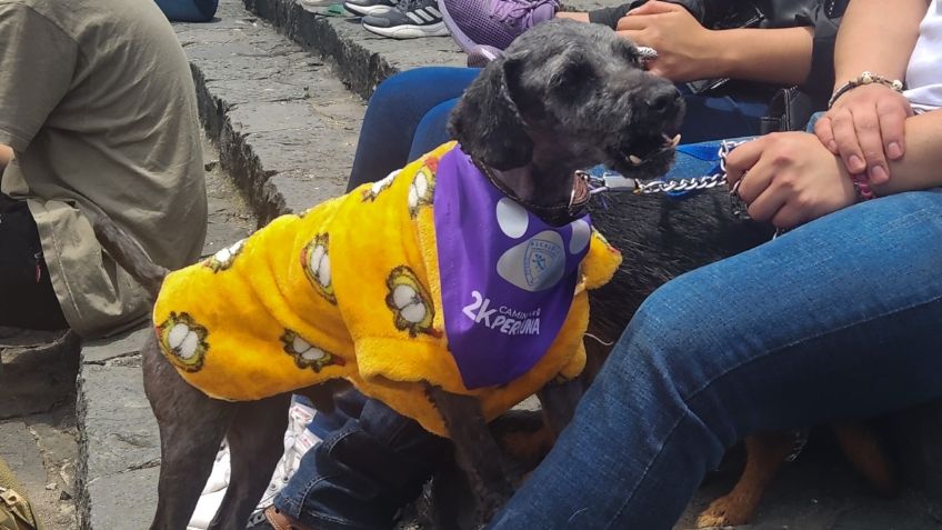 Celebran el Día del Perro en Cuajimalpa con caminata: decenas de vecinos acudieron con sus mascotas