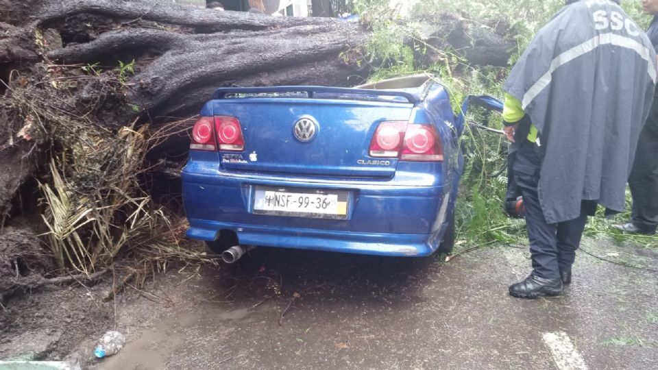 Tras caída de árbol en un auto