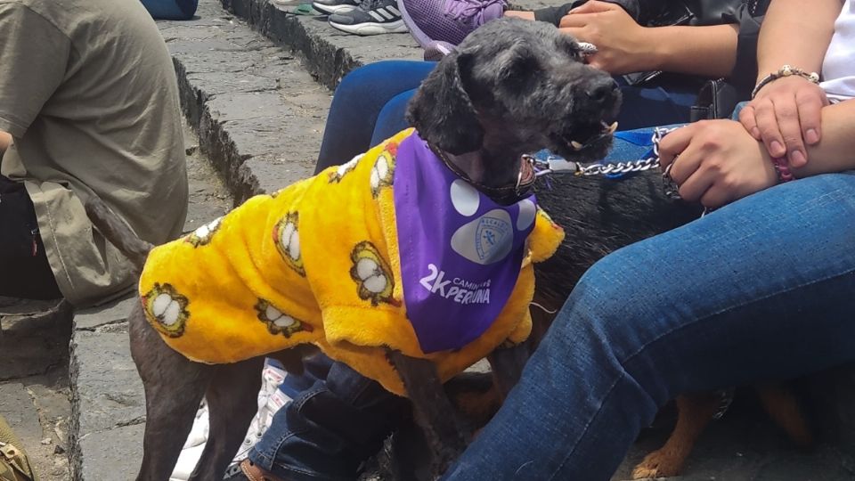 En el marco del Día del perro que se celebra este domingo 21 de julio, decenas de vecinos acudieron con sus mascotas a recorrer poco más de dos kilómetros